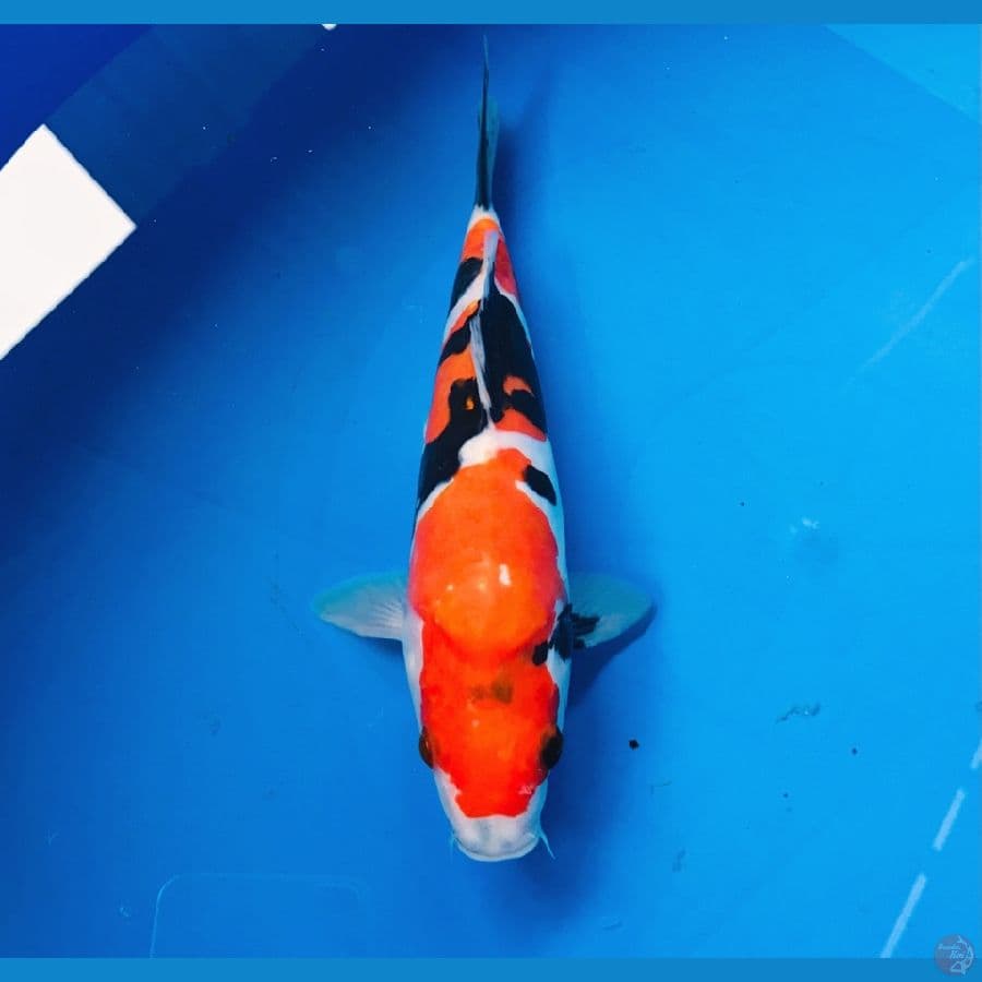 showa doitsu 22cm