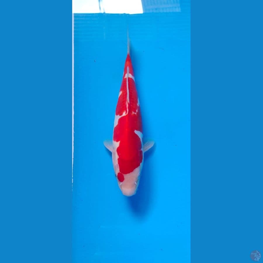 kohaku doith 24cm male 