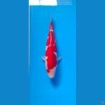 kohaku doith 24cm male 