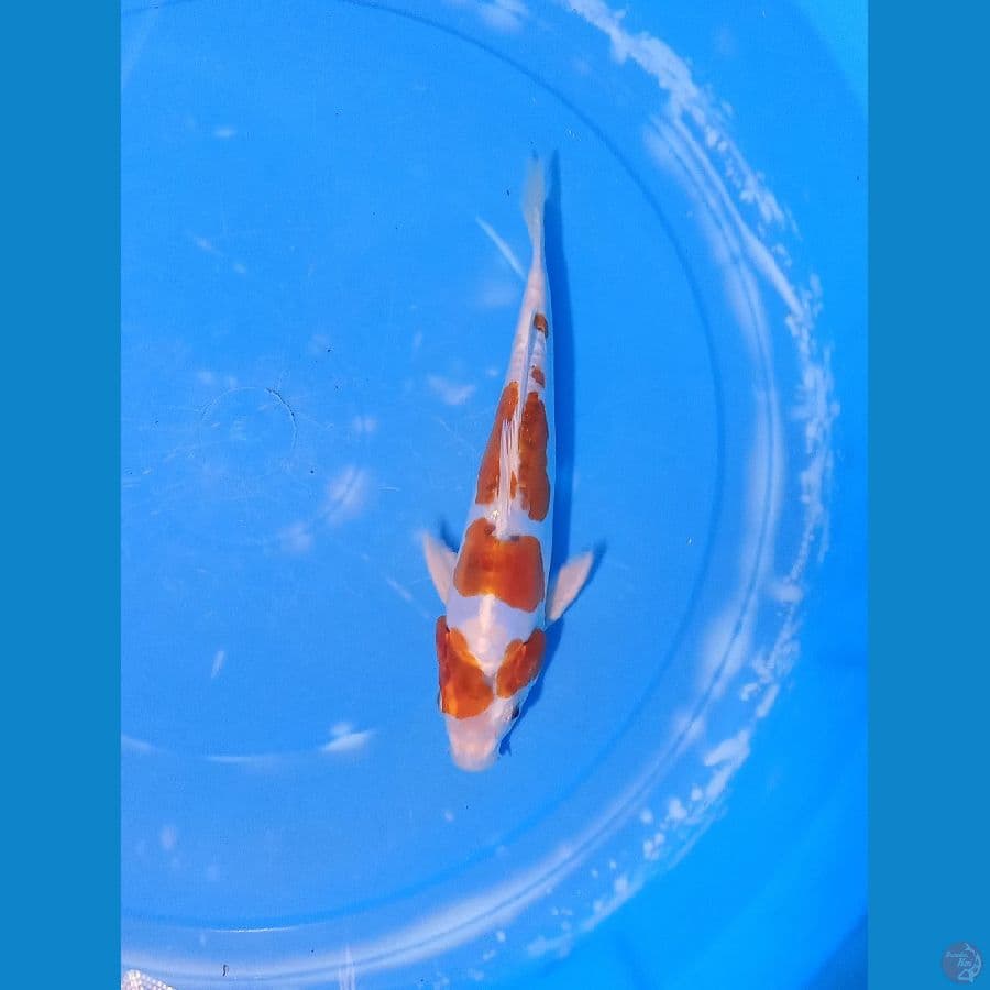 benni kikokuryu 23 cm 