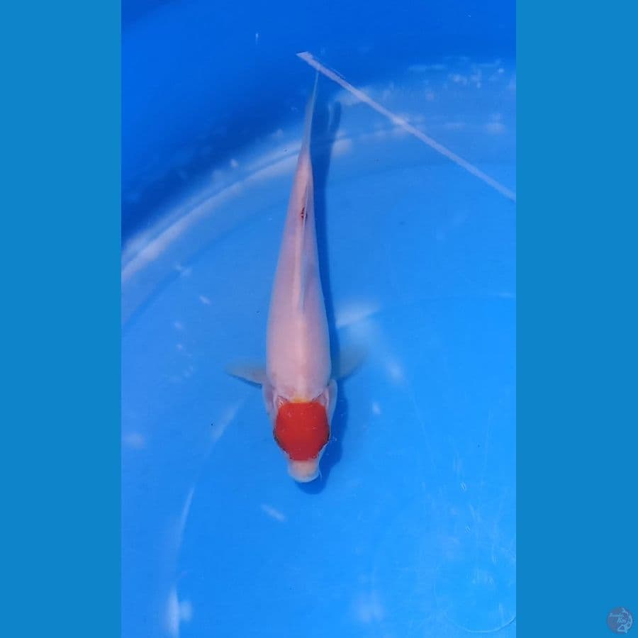 tancho kohaku 16 cm