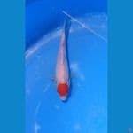 tancho kohaku 16 cm