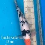 Tancho Sanke TOP 43cm female 