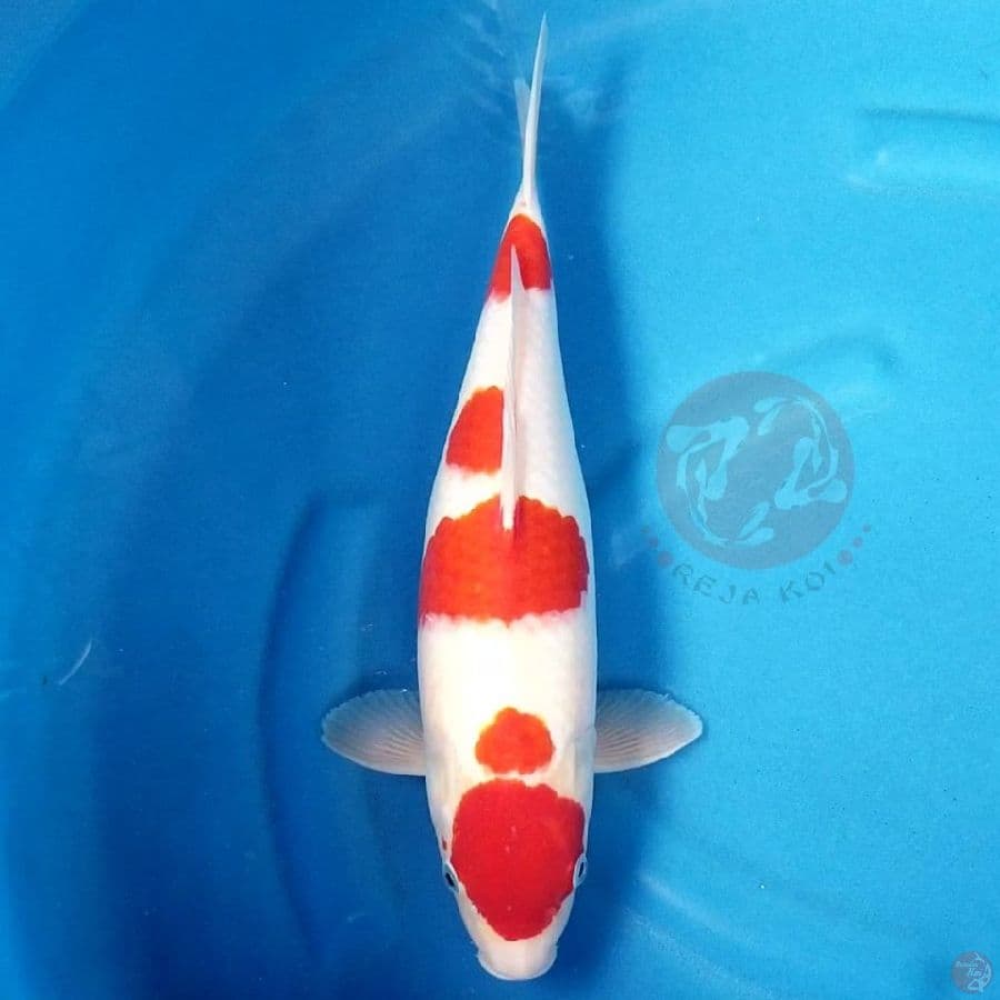KOHAKU 40 CM FM