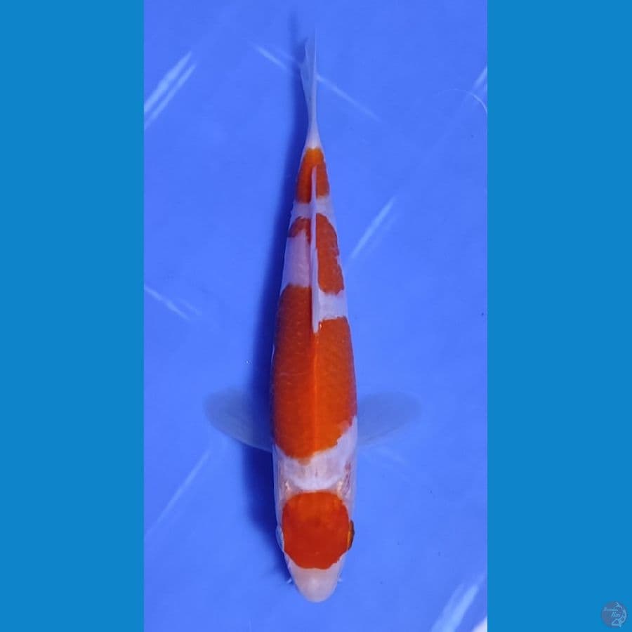 19CM~,"MARUTEN KOHAKU