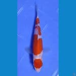 19CM~,"MARUTEN KOHAKU
