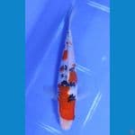 18CM~," SANKE TATEGOI