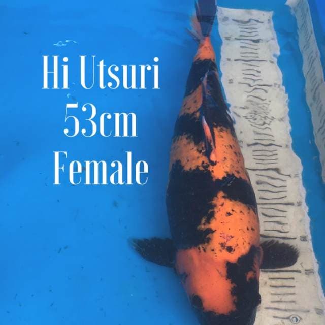 Hi utsuri super 55bu Female
