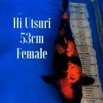 Hi utsuri super 55bu Female