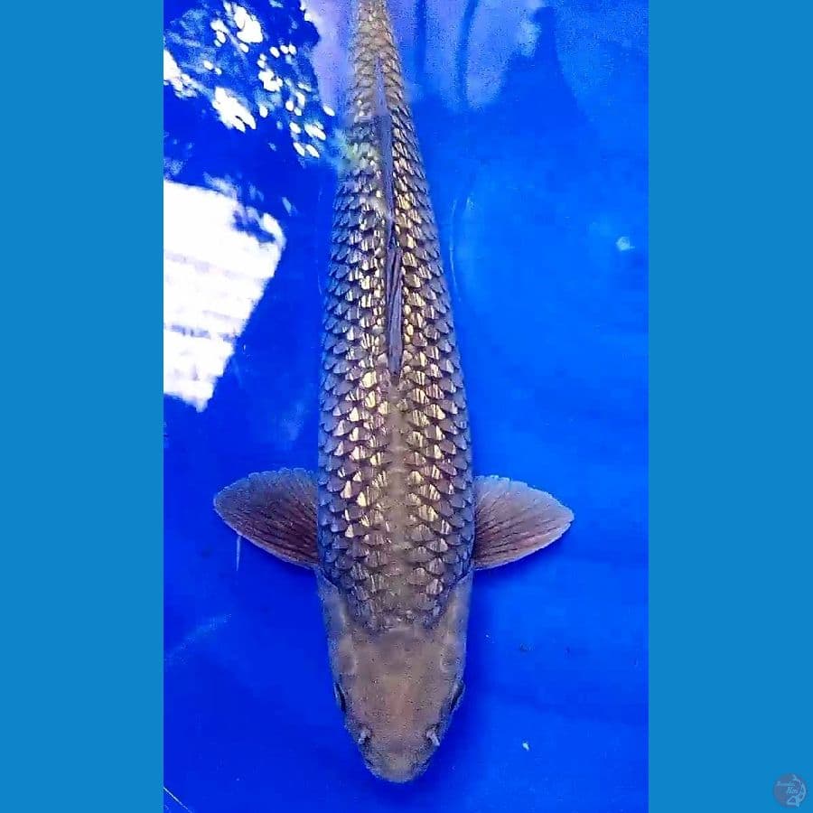 jumbo black diamond punuk onta M 50 cm