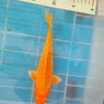 Orenji ±22,5cm