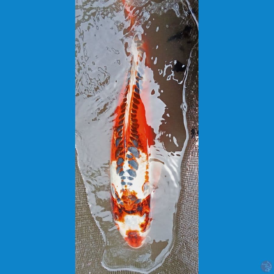 indukan cetak kikokuryu 50 cm 