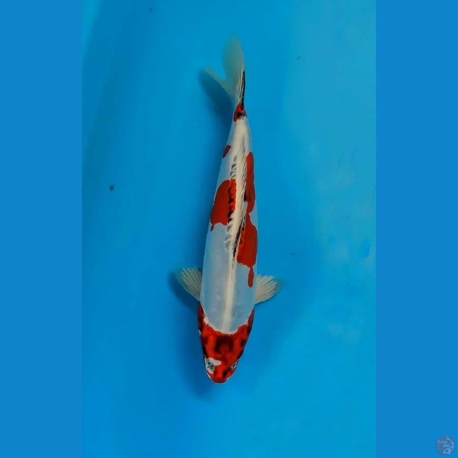 beni kiko 30 cm