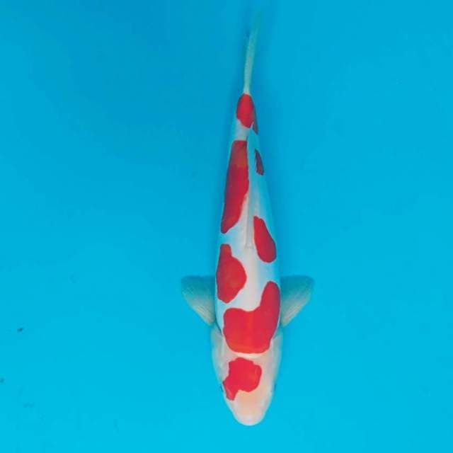 Kohaku Doitsu SQ