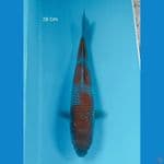 Ochiba 28 Cm