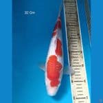 Kohaku Ginrin 32 Cm