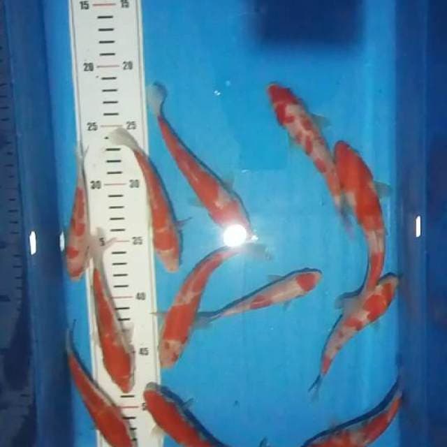 kohaku 13 ekor
