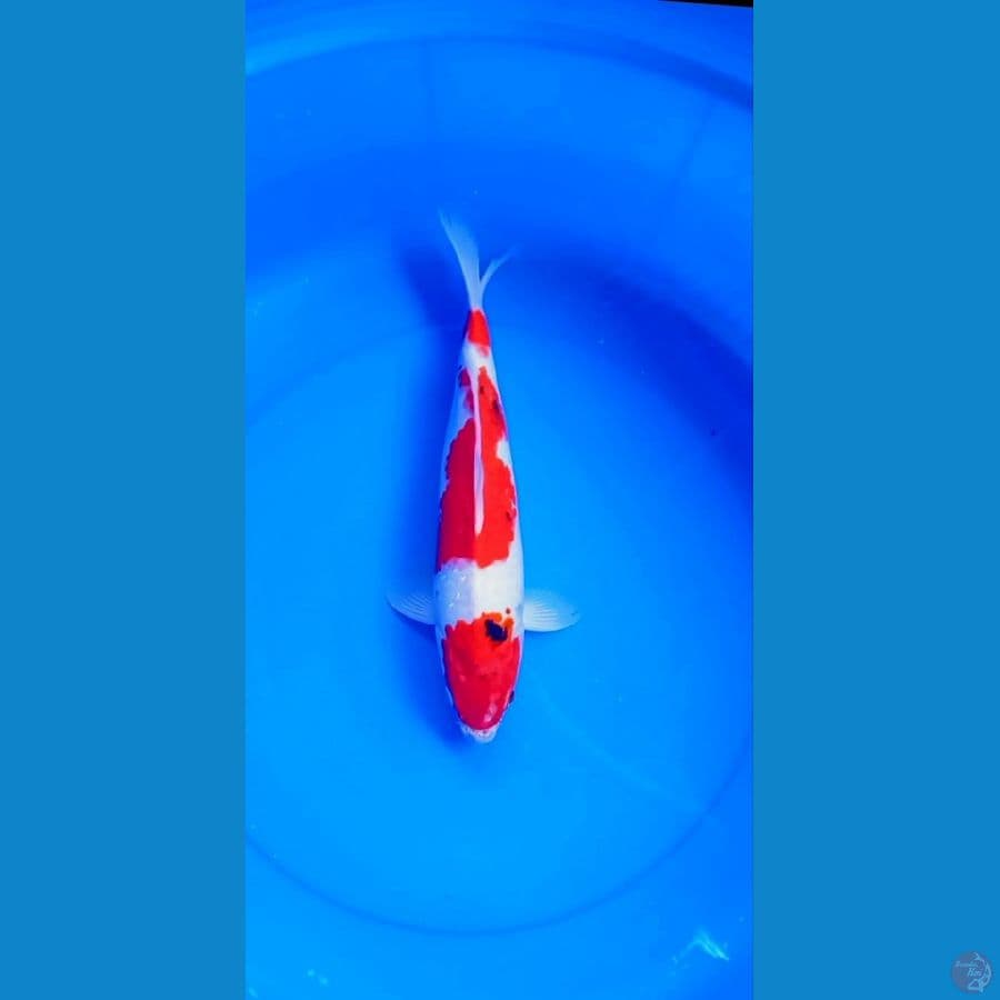 35Cm #Sanke JANTAN