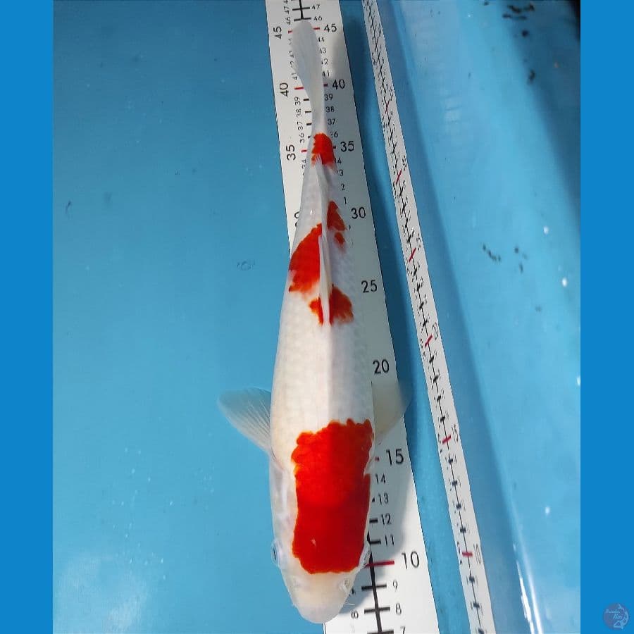 33cm