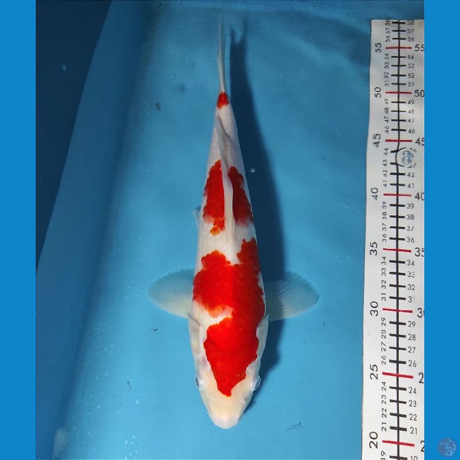 34cm