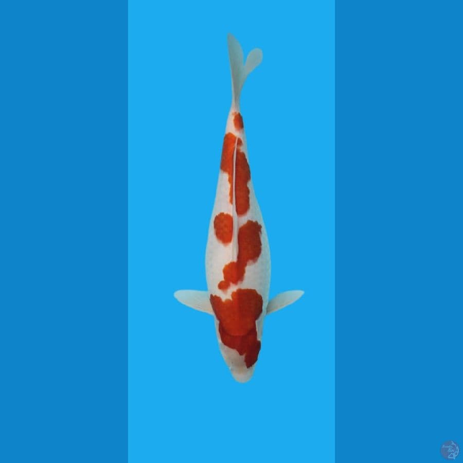 KOHAKU 40cm