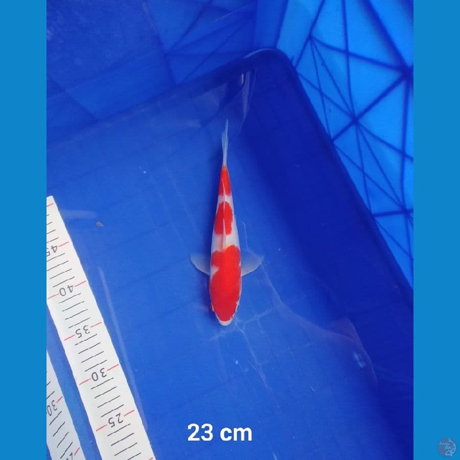 Kohaku Merah Strong