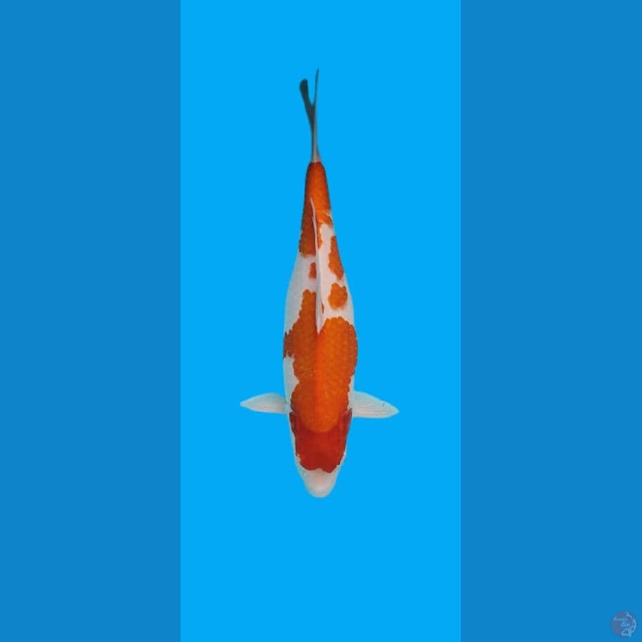 KOHAKU 41cm