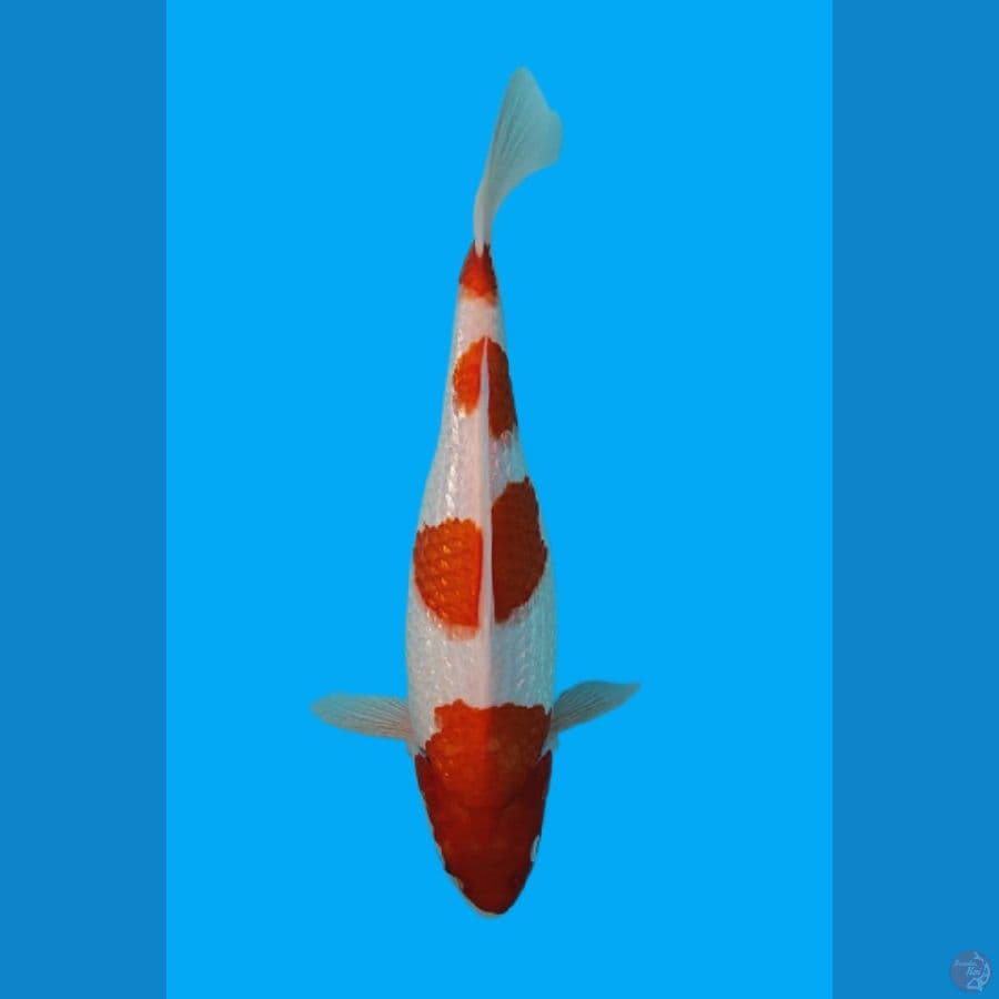 KOHAKU GINDRIN 40cm