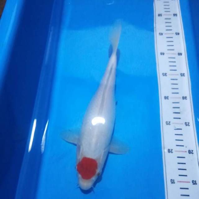 tanco kohaku