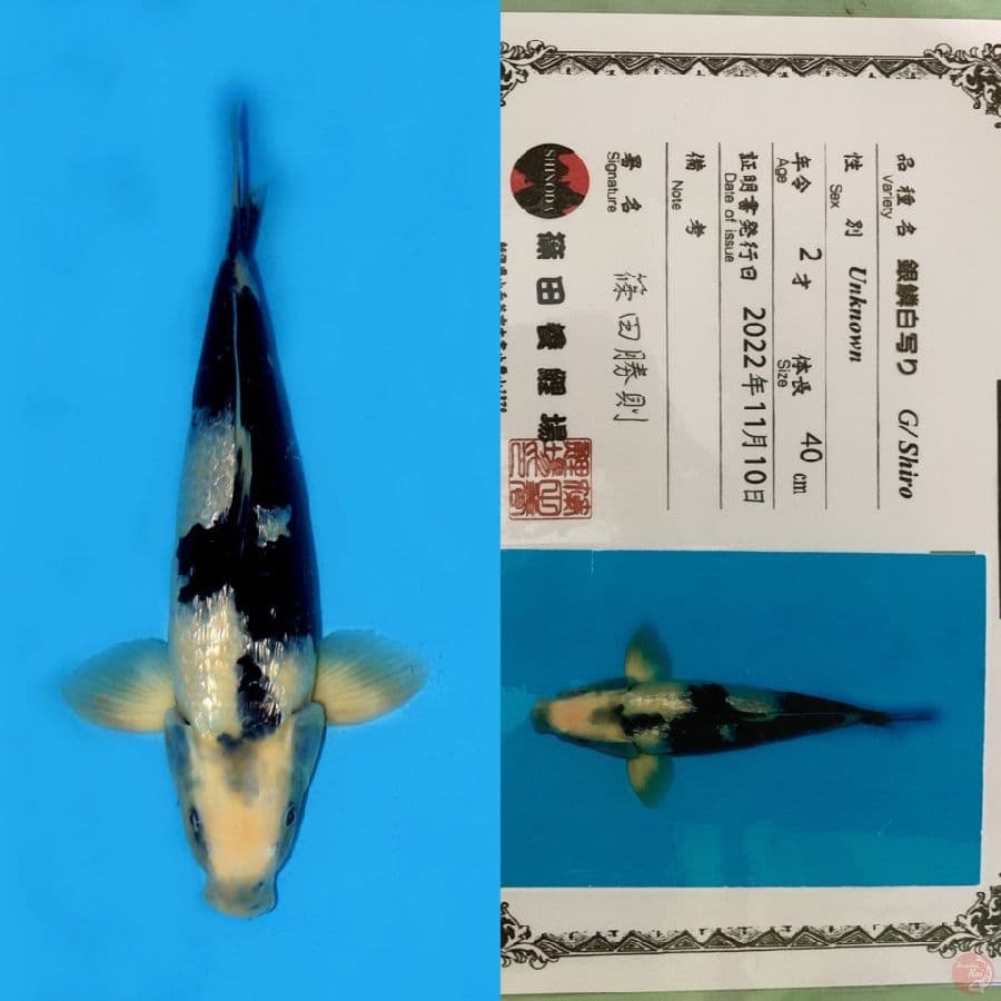 SHINODA SHIRO GINRIN HQ 40CM