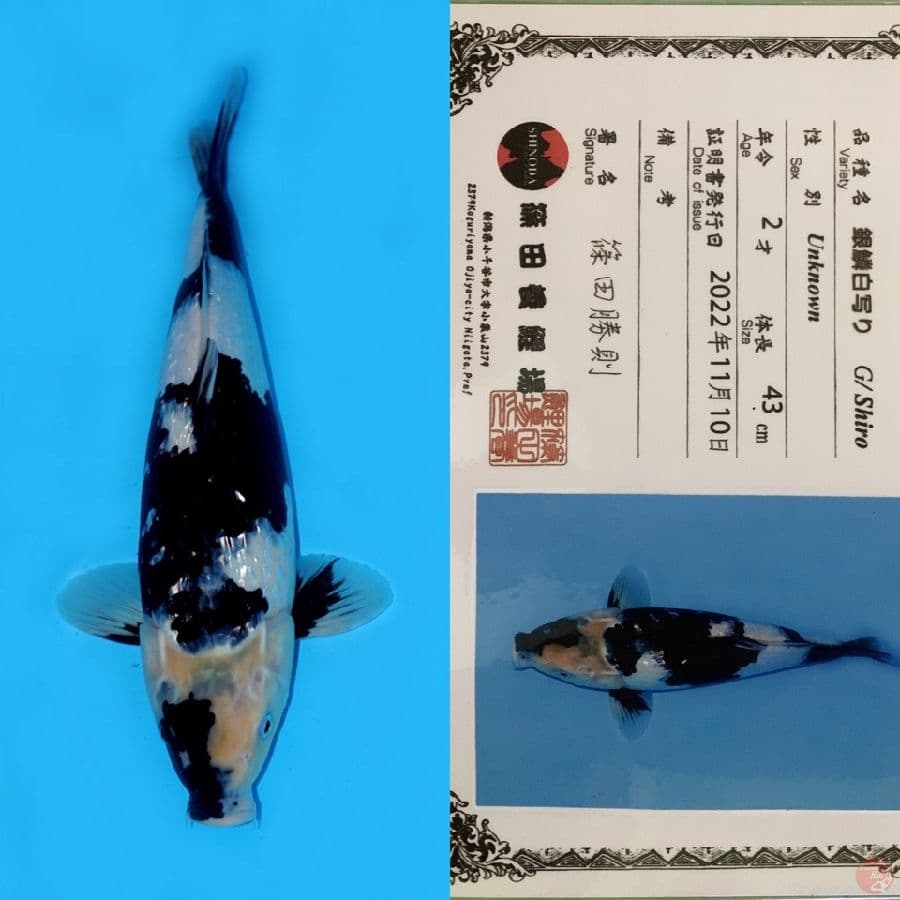 SHINODA SHIRO GINRIN 43CM