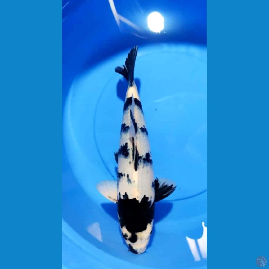 SHIRO 42 CM