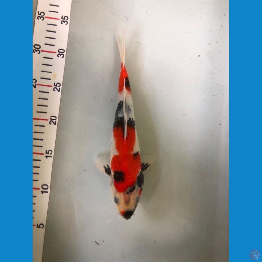 Showa jos 25cm