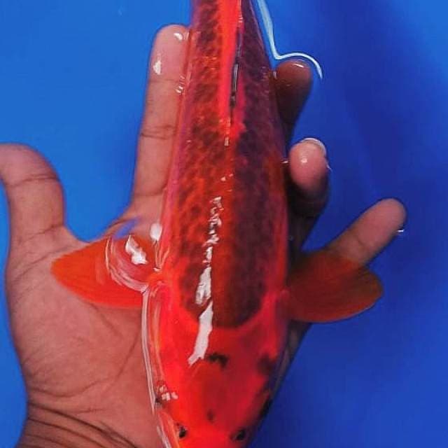 Aka matsuba