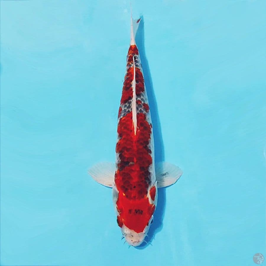 GOSHIKI MALE 35CM M