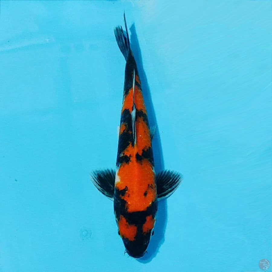 HI SHOWA POLA PETIR 29CM M