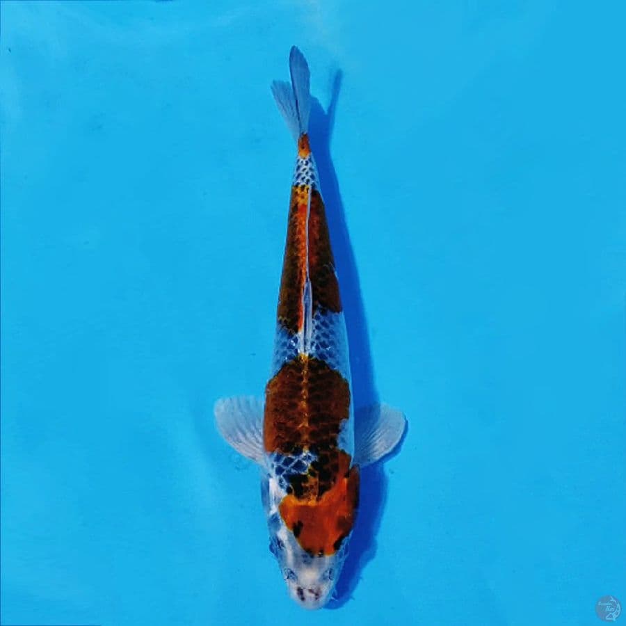 GOSHIKI 30CM M