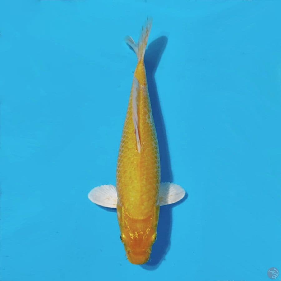KARASI RED EYE 30CM F