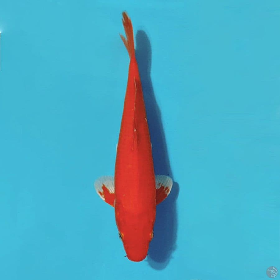 AKAHAJIRO 28CM M