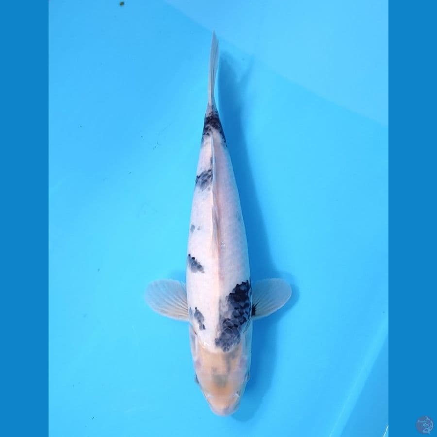 SHIRO TATEGOI 38 CM - FEEMALE