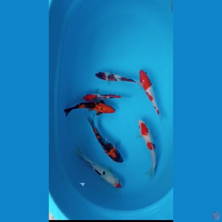 mix koi size 22-26cm