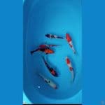 mix koi size 22-26cm