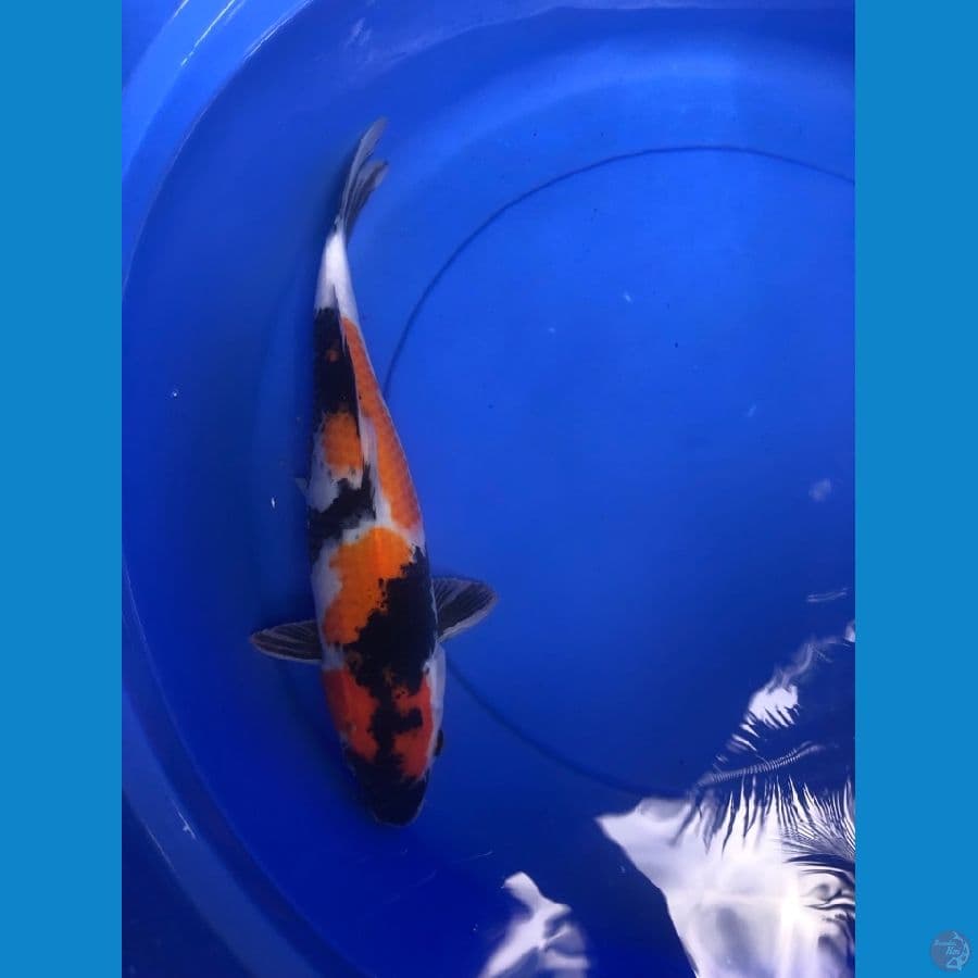 showa 34cm
