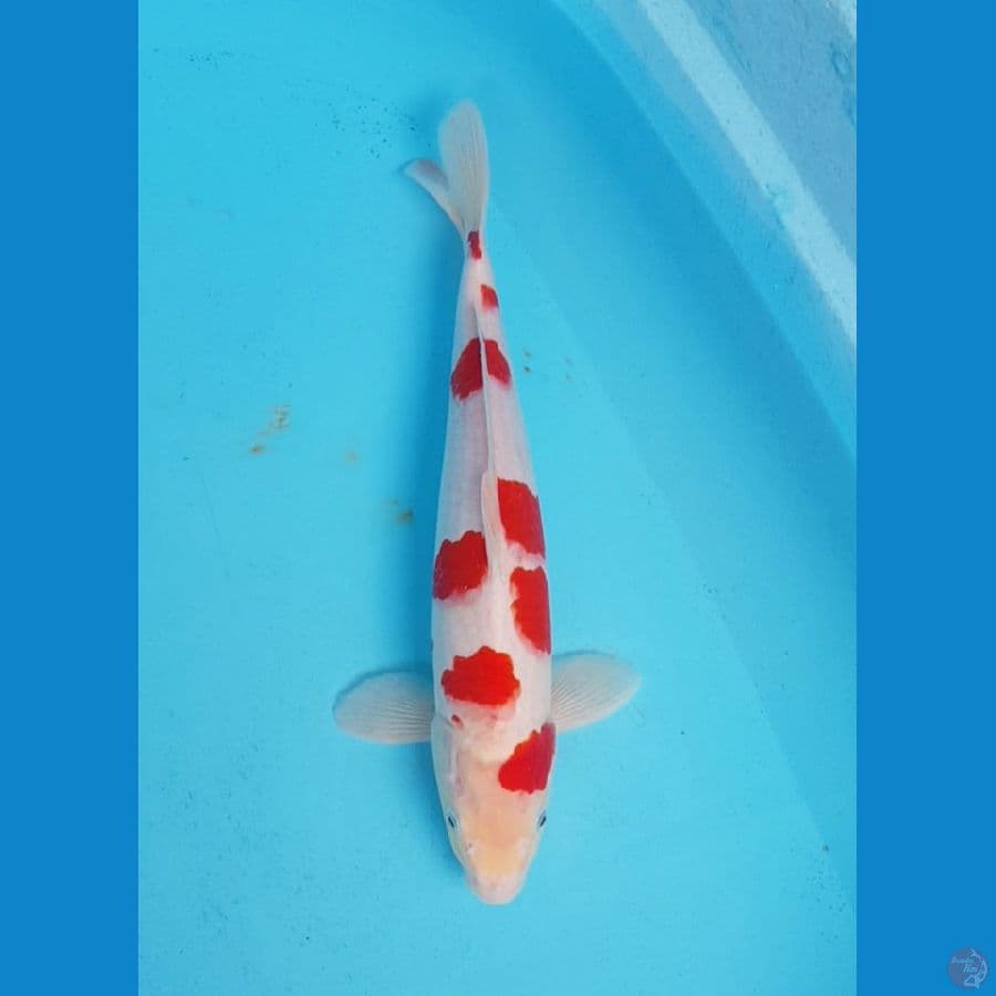 KOHAKU SAKURA 36 JANTAN