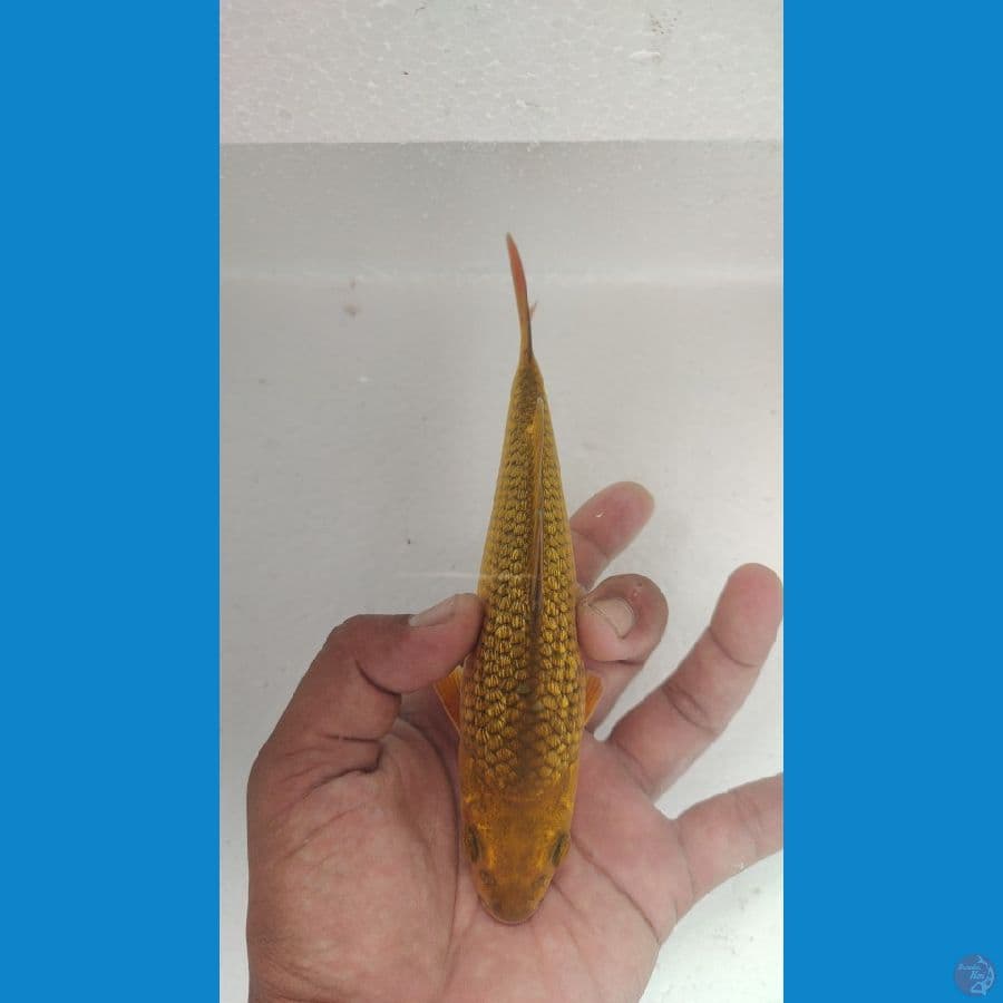 karamel ginrin