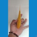 karasi ginrin padat