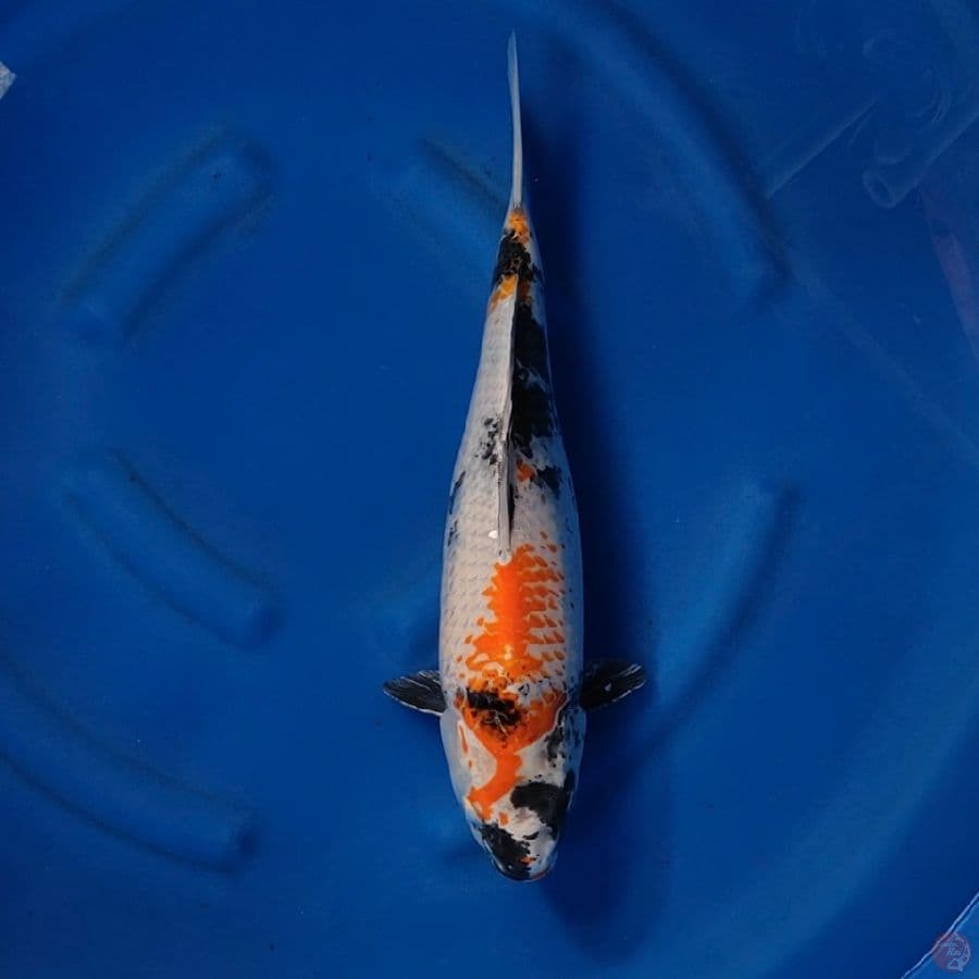 kin showa 48 cm