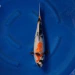 kin showa  48 cm