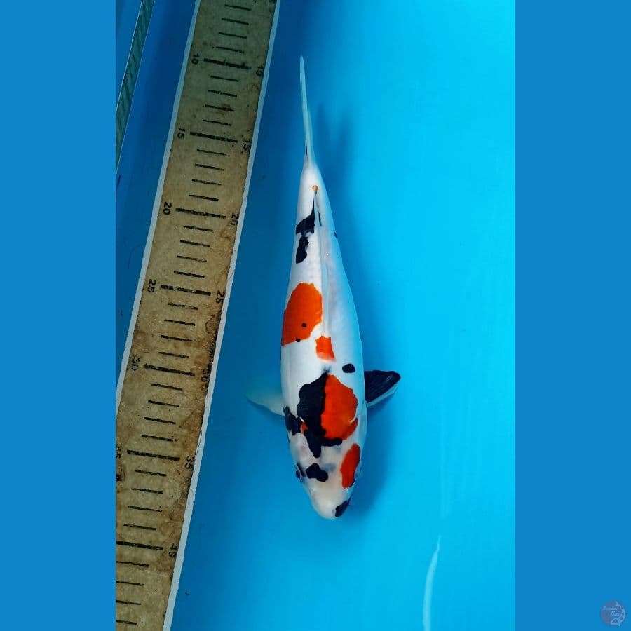 Showa doit 26cm