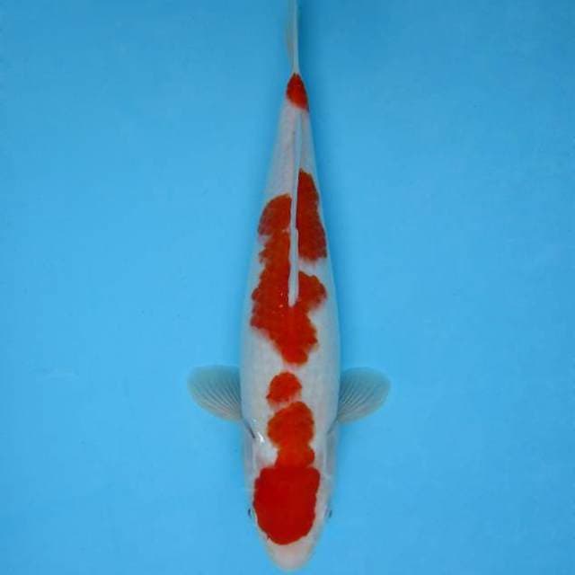 SAKHI 1 - KOHAKU